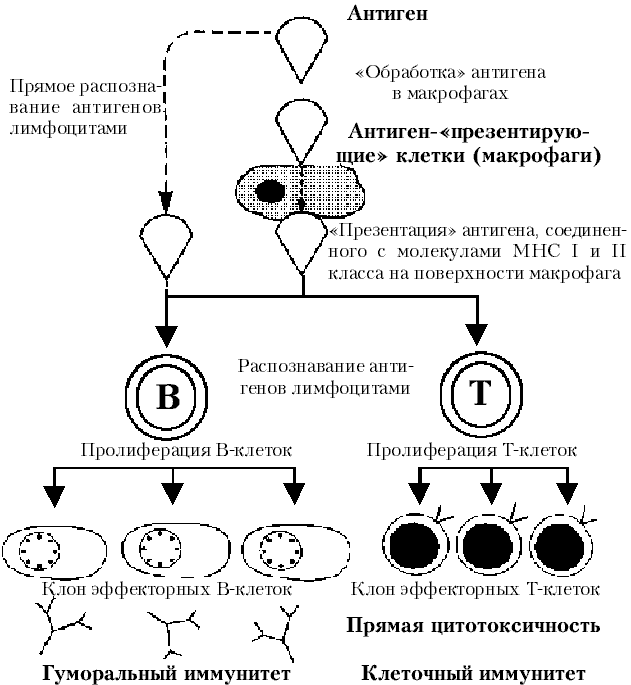 схема иммунного ответа.