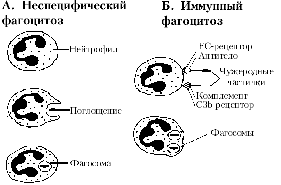 Фагоцитоз