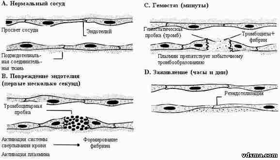 Механизм нормального гемостаза